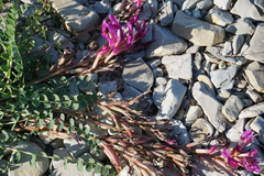 Astragalus brachycarpus