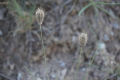 Alopecurus vaginatus