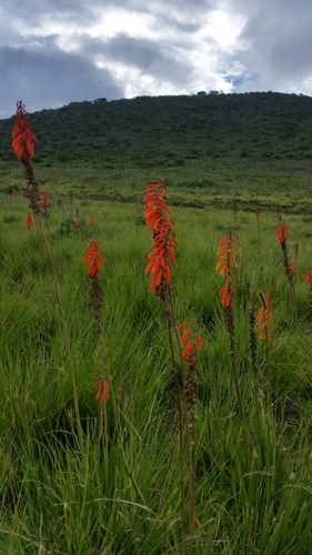 Kniphofia thomsonii