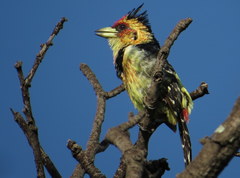 Trachyphonus vaillantii vaillantii
