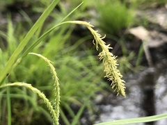 Carex prasina