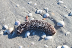 Holothuria princeps