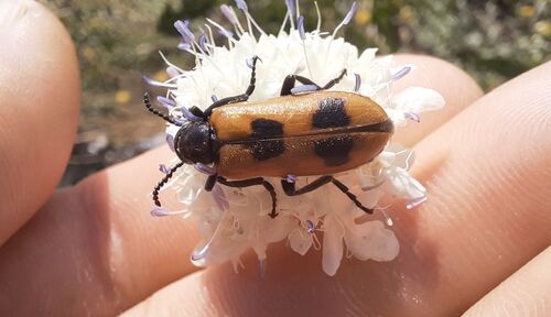 Lydus trimaculatus