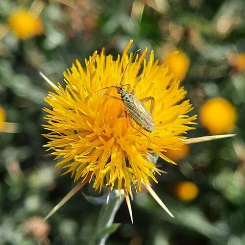 knapweed plant bug