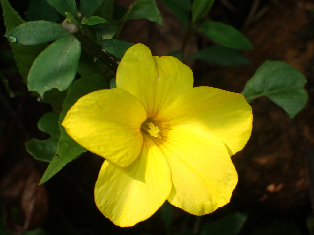 Yellow flax