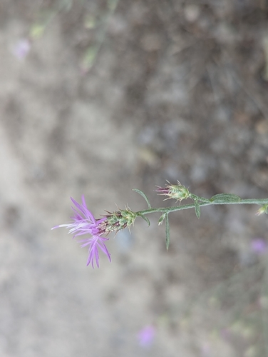 Centaurea virgata observed 2026-07-24