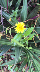 Sphagneticola trilobata image