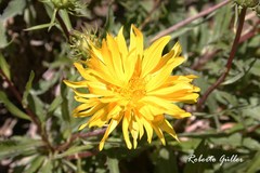 Grindelia chiloensis