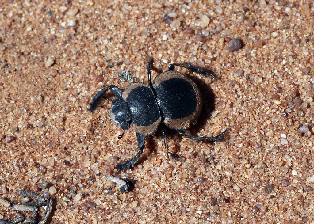 Pachysoma striatum