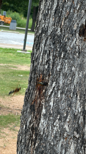 Featured image for “Winged and Once-winged Insects”