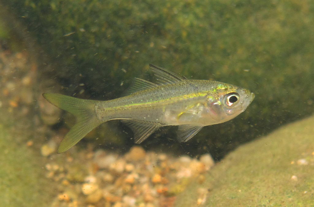 (Ambassis) - Marine Life Identification