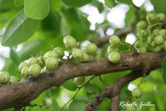 Phyllanthus chacoensis