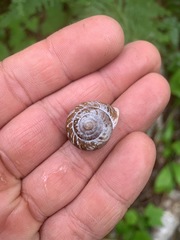 Allogona ptychophora