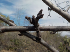 Jatropha