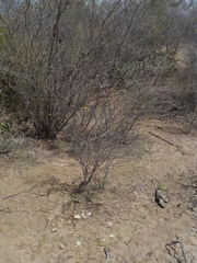 Erythrostemon palmeri