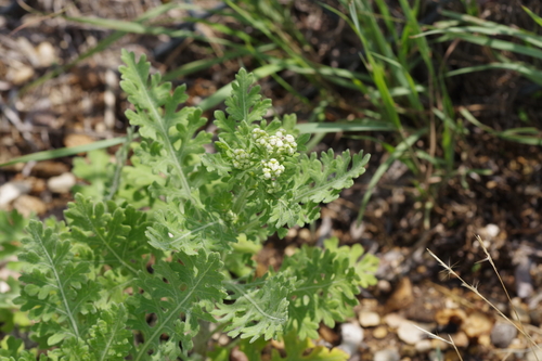 Gray's Feverfew