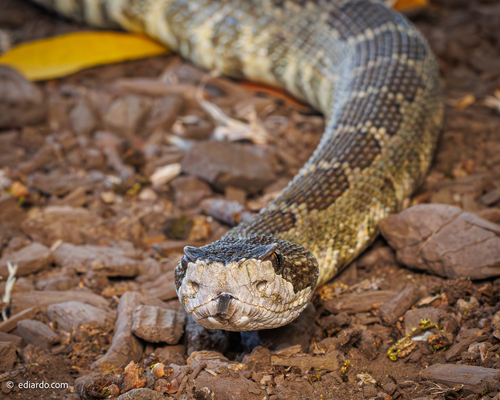 Northern Pacific Rattlesnake seen in Sonoma Valley