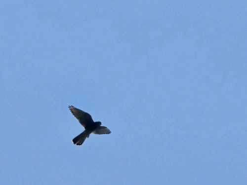 Eurasian Kestrel