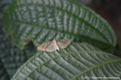 Cotachena
