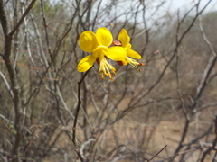 Erythrostemon palmeri