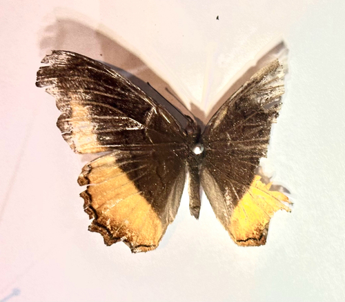 Southern Golden Piper