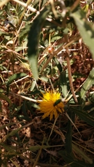 Centaurea iberica