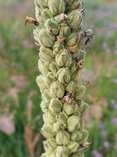 Наблюдение на iNaturalist