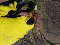 Erythrostemon palmeri