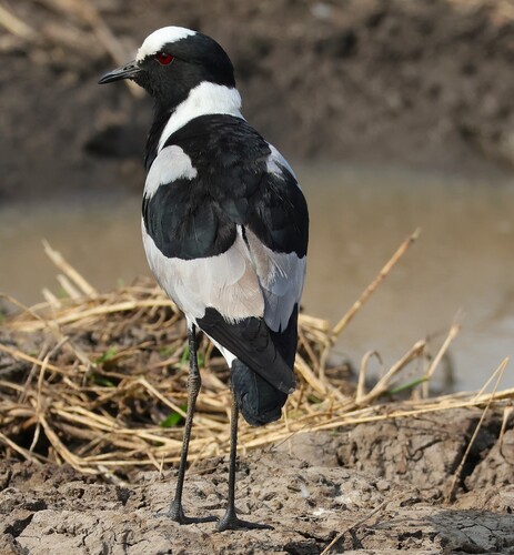iNaturalist image