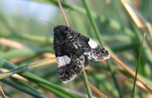 Four-spotted Moth