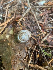 Allogona ptychophora