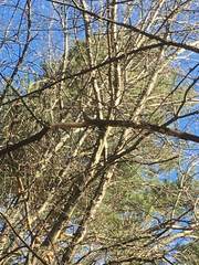 Sitta carolinensis