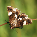 Four-spotted Moth - Photo (c) Ben Sale, some rights reserved (CC BY)