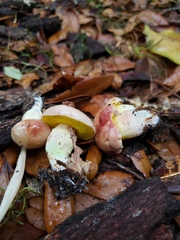 Aureoboletus auriporus