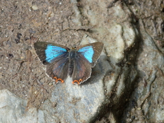 Heliophorus