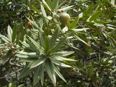 Bonellia macrocarpa