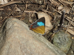 Heliophorus