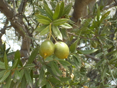 Magnoliopsida