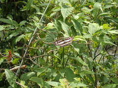 Limenitidinae