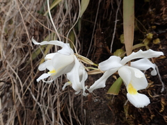 Coelogyne cristata
