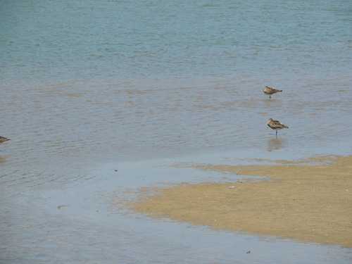 iNaturalist image