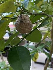 Polybia occidentalis