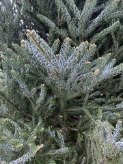 Abies koreana