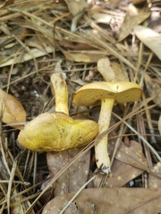 Suillus hirtellus