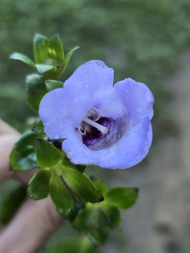 Gloxinia perennis