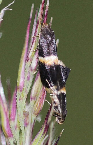 Yellow-tipped Dwarf