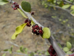 Angiospermae