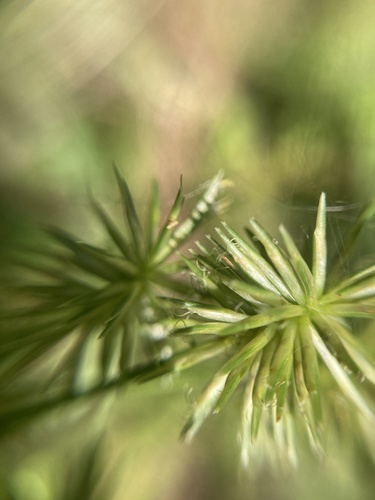 Cyperus lancastriensis, 2026-07-24