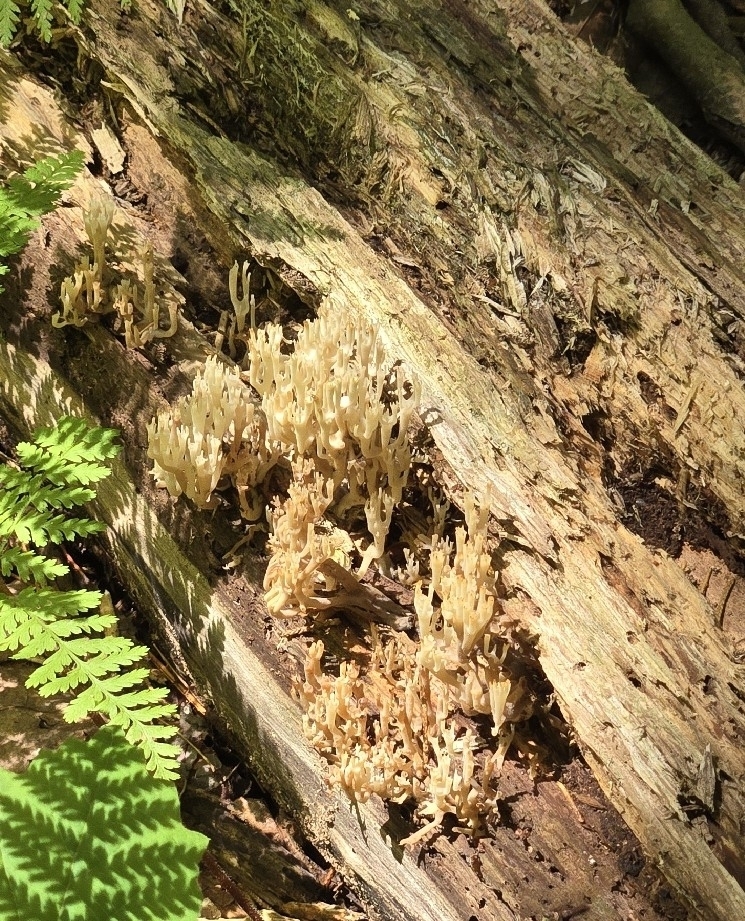 crown-tipped coral fungus · July 2026 · photo: Photo: (c) Alexander Diaz, some rights reserved (CC BY) · iNaturalist