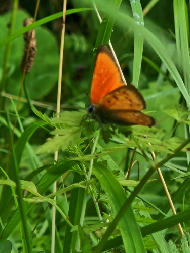 Scarce Copper